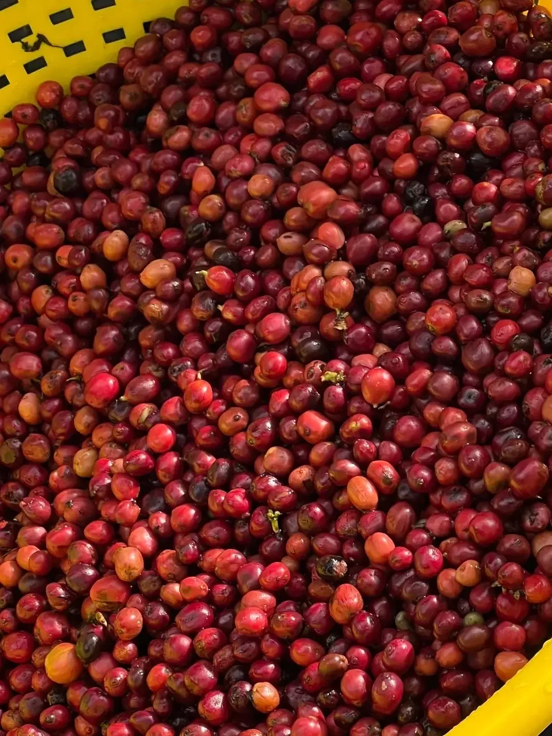 fresh coffee of 2024